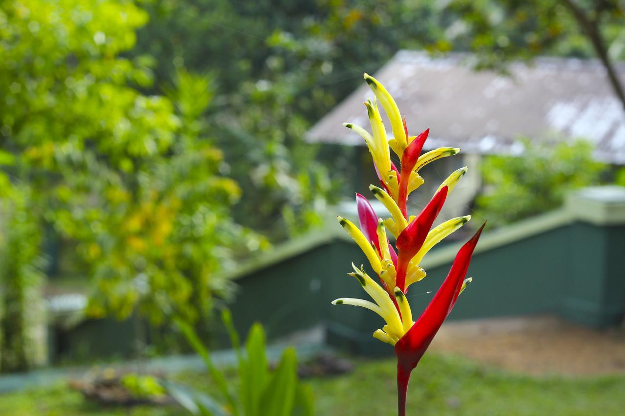 Blue Magpie Lodge Sinharaja Kudawe Экстерьер фото